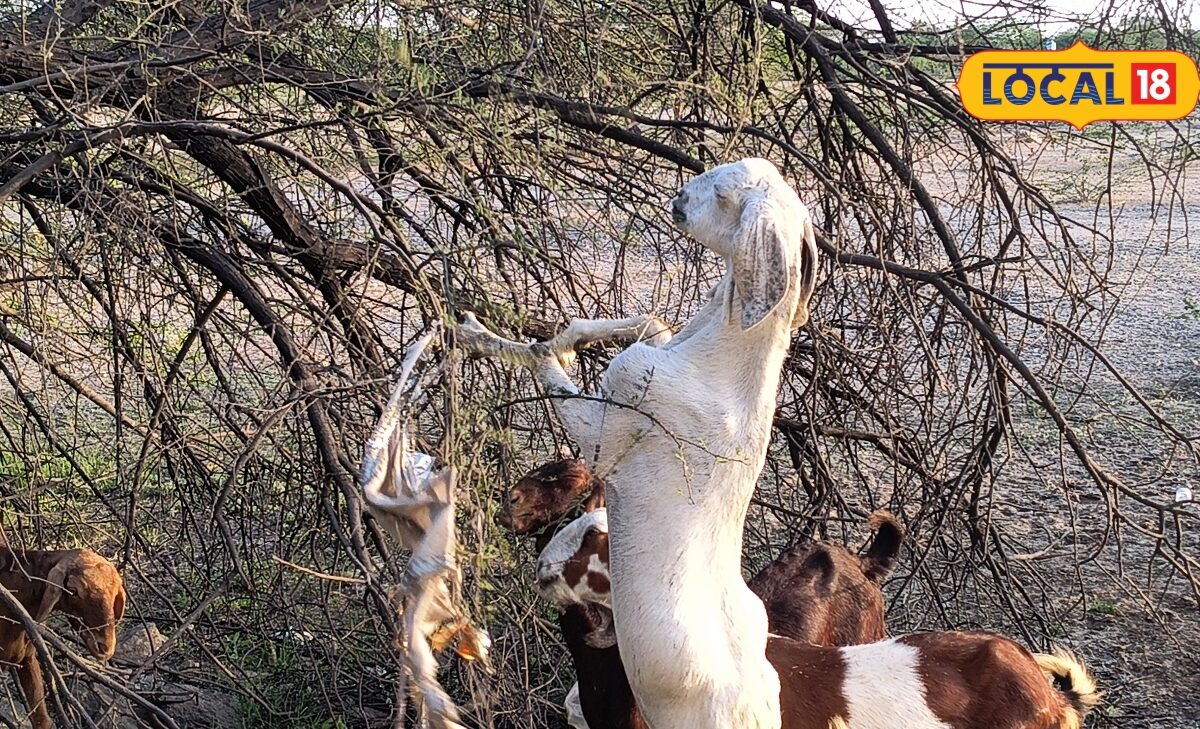 Goat Farming Tips: कम पूंजी में कमाई का शानदार मौका बकरी पालन शुरू करने से पहले जान लें ये जरूरी बातें