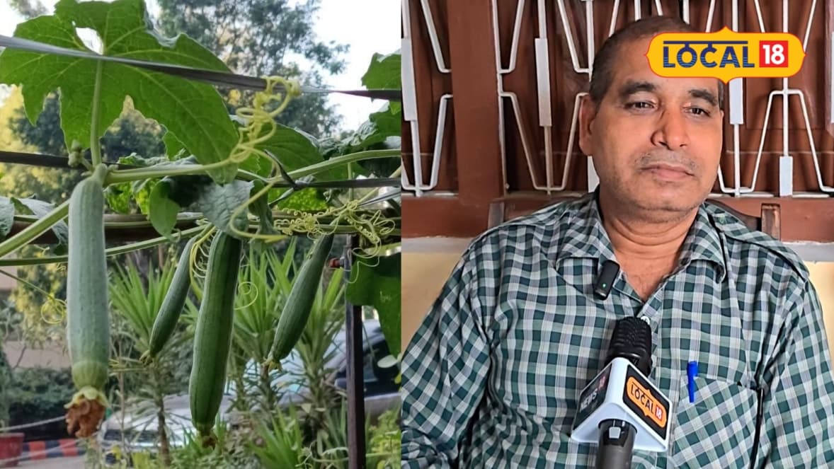 तोरई की खेती से दोगुना उत्पादन के लिए दोमट मिट्टी जैविक खाद मचान संतुलित सिंचाई तब मिलेगी बंपर पैदावार
