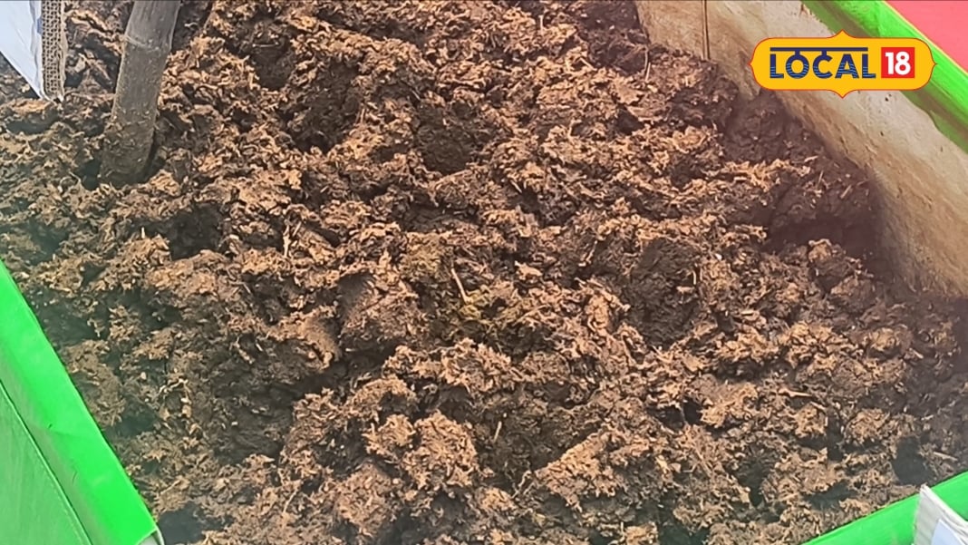 Kisan Tips: खेत में बढ़ानी है मिट्टी की ताकत तो गोबर का ऐसे करें इस्तेमाल कम लागत में तैयार होगी जैविक खाद