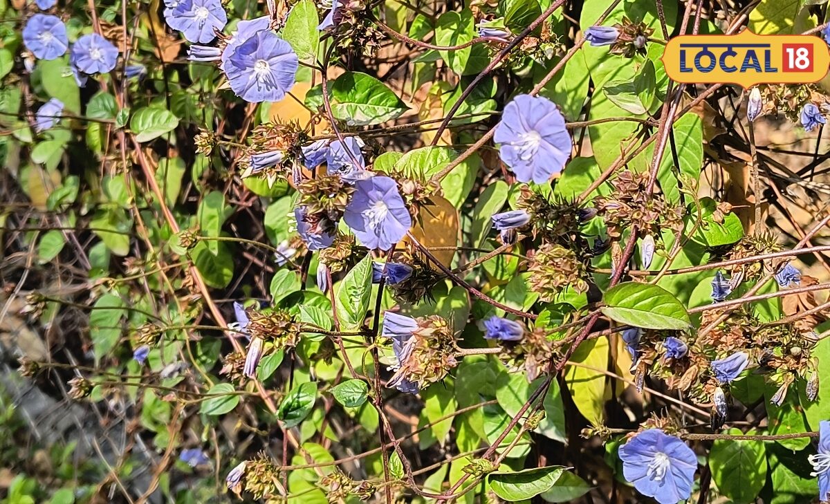 Gardening Tips: चाय पत्ती को कचरा समझकर न फेंकें किचन गार्डन के पौधों के लिए ऐसे बनाएं बूस्टर डोज