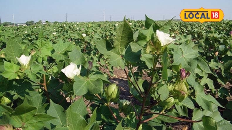 Krishi News: खरीफ की कटाई से पहले किसान जरूर रखें इन बातों का ध्यान एक गलती से हो सकता है फसल का बड़ा नुकसान