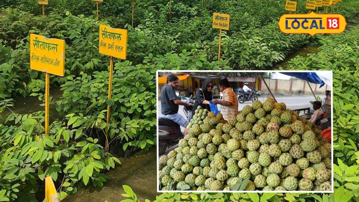 Hyderabad News: बंजर जमीन से बंपर कमाई तेलंगाना में सीताफल ने बदली किसानों की तकदीर1 एकड़ से 3 लाख तक मुनाफा