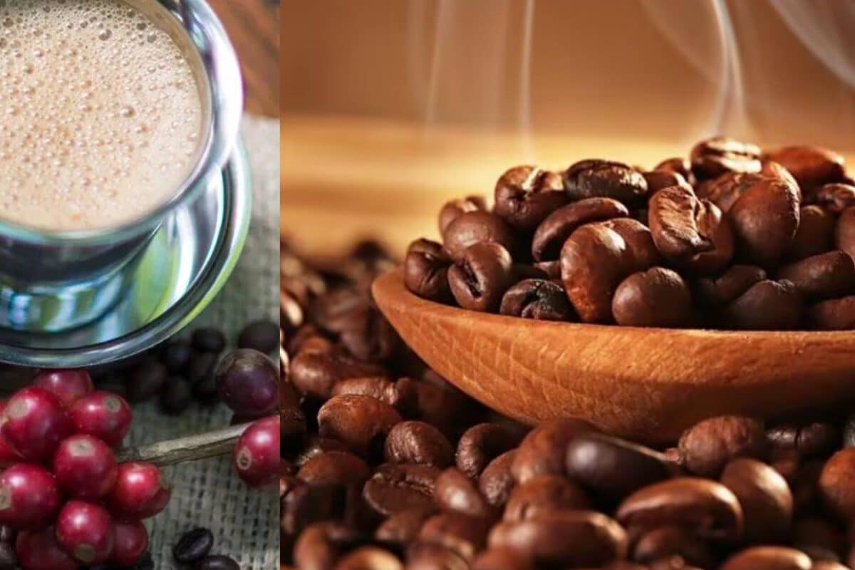 भारत में कैसे पहुंची कॉफी 350 साल पहले सिर्फ 7 बीज से शुरू हुई कहानी इन 3 राज्यों में होती है 96% खेती