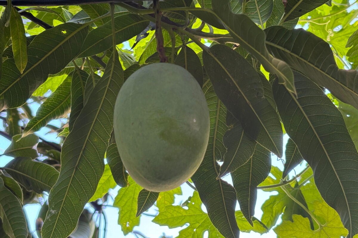 न कार्बाइड की जरूरत न कोई खर्च घर पर ऐसे पकाएं कच्चे कलमी आम स्वाद भी रहेगा लाजवाब