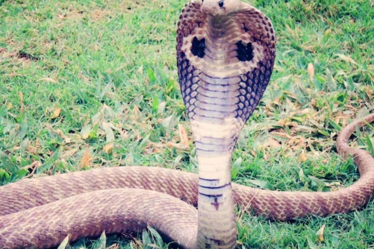 सांप मानसून में सांपों का खतरा कैसे करें कोबरा की पहचान जानिए इनके व्यवहार-बचाव के तरीके