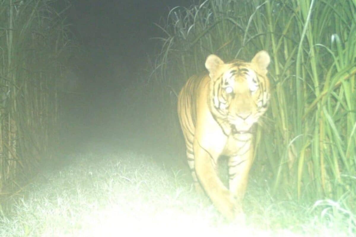बाघ को कब माना जाता है आदमखोर क्या है खतरनाक जानवर को पकड़ने के नियम जानें WLP एक्ट