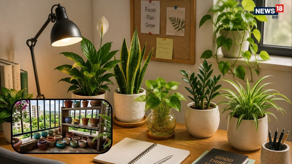 Small Indoor Plants: घर में खाली पड़े हैं छोटे गमले? लगाएं ये 6 इंडोर ...