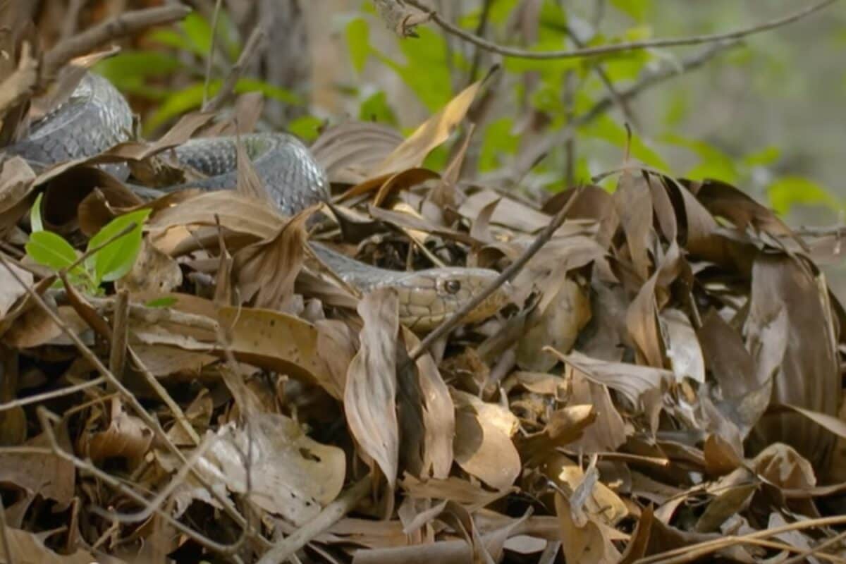 दुनिया का इकलौता सांप सूखे पत्तों-टहनियों से बनाता है घोंसला 1 बार में देता है 40 अंडे