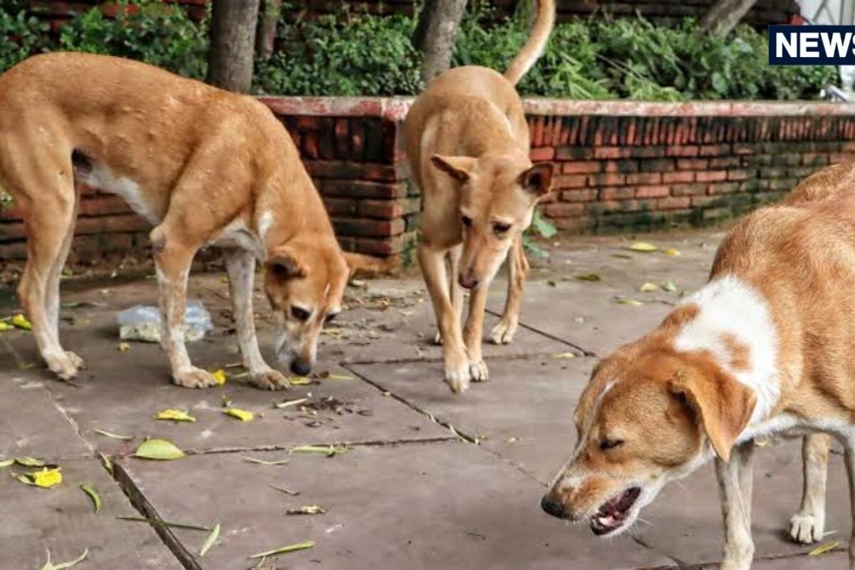 कुत्तों की लड़ाई से भड़का मालिक उठाई बंदूक और आवारा कुत्ते को मार दी गोली पुलिस ने किया गिरफ्तार