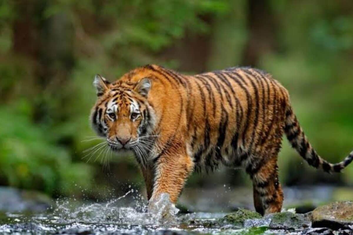 पहाड़ी पर घूम रहा खतरनाक बाघ वीडियो वायरल होते ही मचा हड़कंप फिर खुला ऐसा खेल पुलिस भी रह गई हैरान