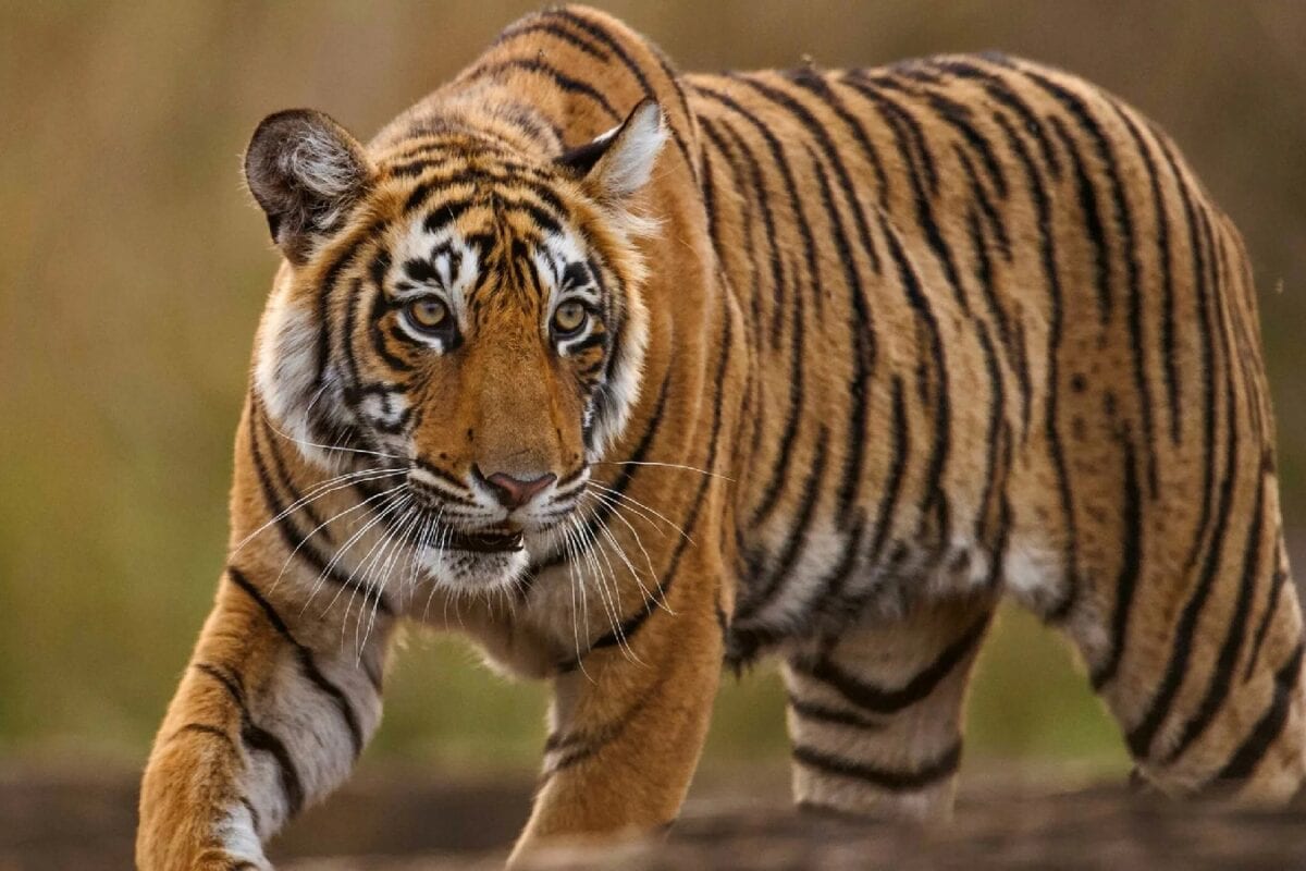 जब बदलता है जंगल का राजा कैसे पेट में पल रहे किसी और के बच्चे को शरीर के अंदर गायब कर देती है बाघिन
