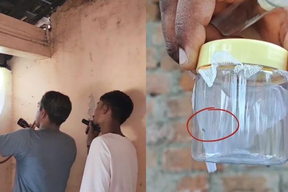 Explainer: चांदीपुरा वायरस क्या है कैसे फैलता है कितना खतरनाक कैसे बचें गुजरात में 22 मौतों से हड़कंप