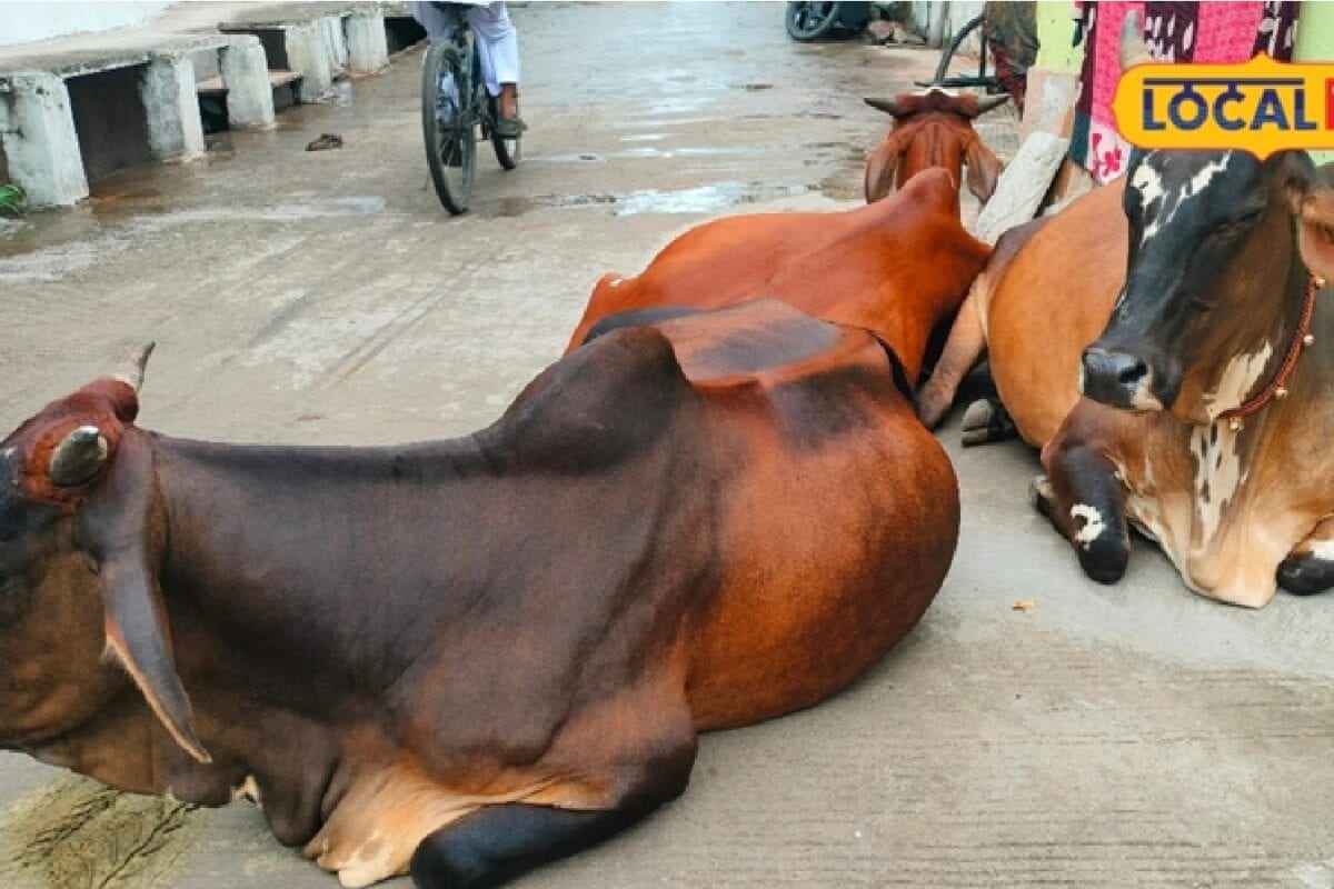 पशुओं की नस्ल सुधार का सही समय है बरसात का मौसम, ऐसे मिलेगी बेहतर नस्ल
