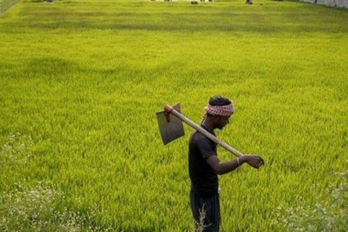 किसानों के लिए खुशखबरी: गैस के दाम छोड़िए अब खाद की भी नहीं होगी टेंशन! यूरिया-DAP का भरपूर इंतजाम