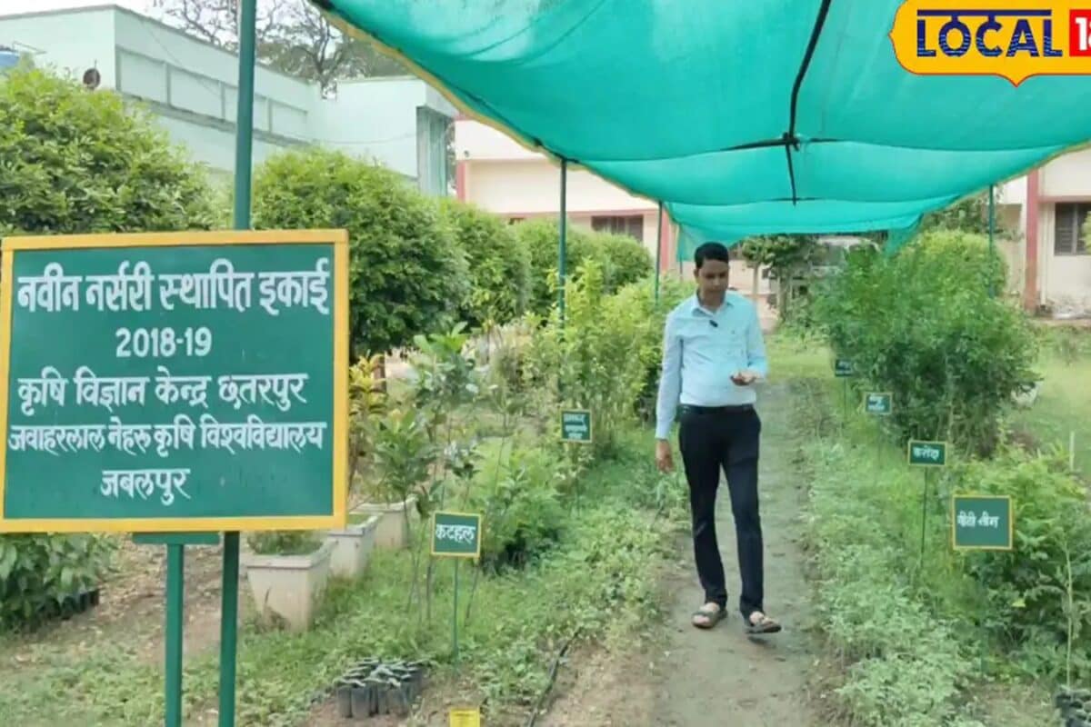 सब्जियों की नर्सरी शुरू करने का सही समय कम लागत में बिजनेस खड़ा करने का जानें तरीका