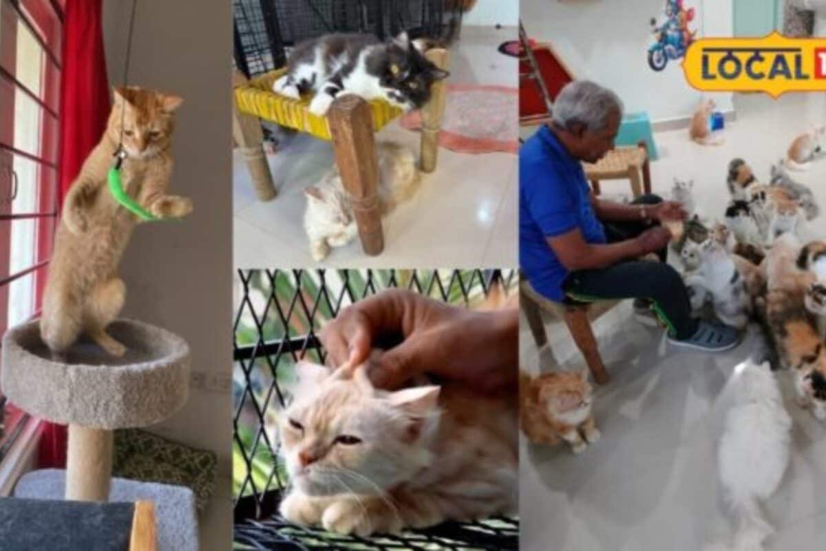 हैदराबाद में खुला भारत का पहला कैट थेरेपी सेंटर 55 बिल्लियों के साथ समय बिताकर लोग पा रहे मानसिक शांति