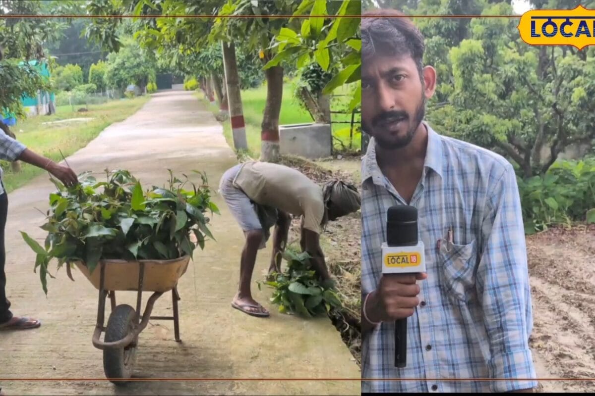 Agriculture News: किसानों के लिए वरदान ये मशीन, बचाएगा मजदूरों का खर्च, विशेषज्ञ ने बताई खासियत