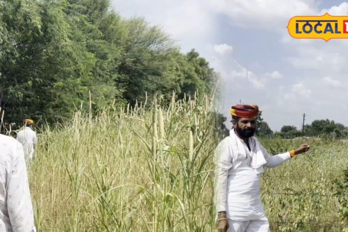 Agriculture Tips: कम बारिश में भी किसानों की बल्ले-बल्ले बाजरा-मूंग की नई किस्में कम समय में देंगी उत्पादन