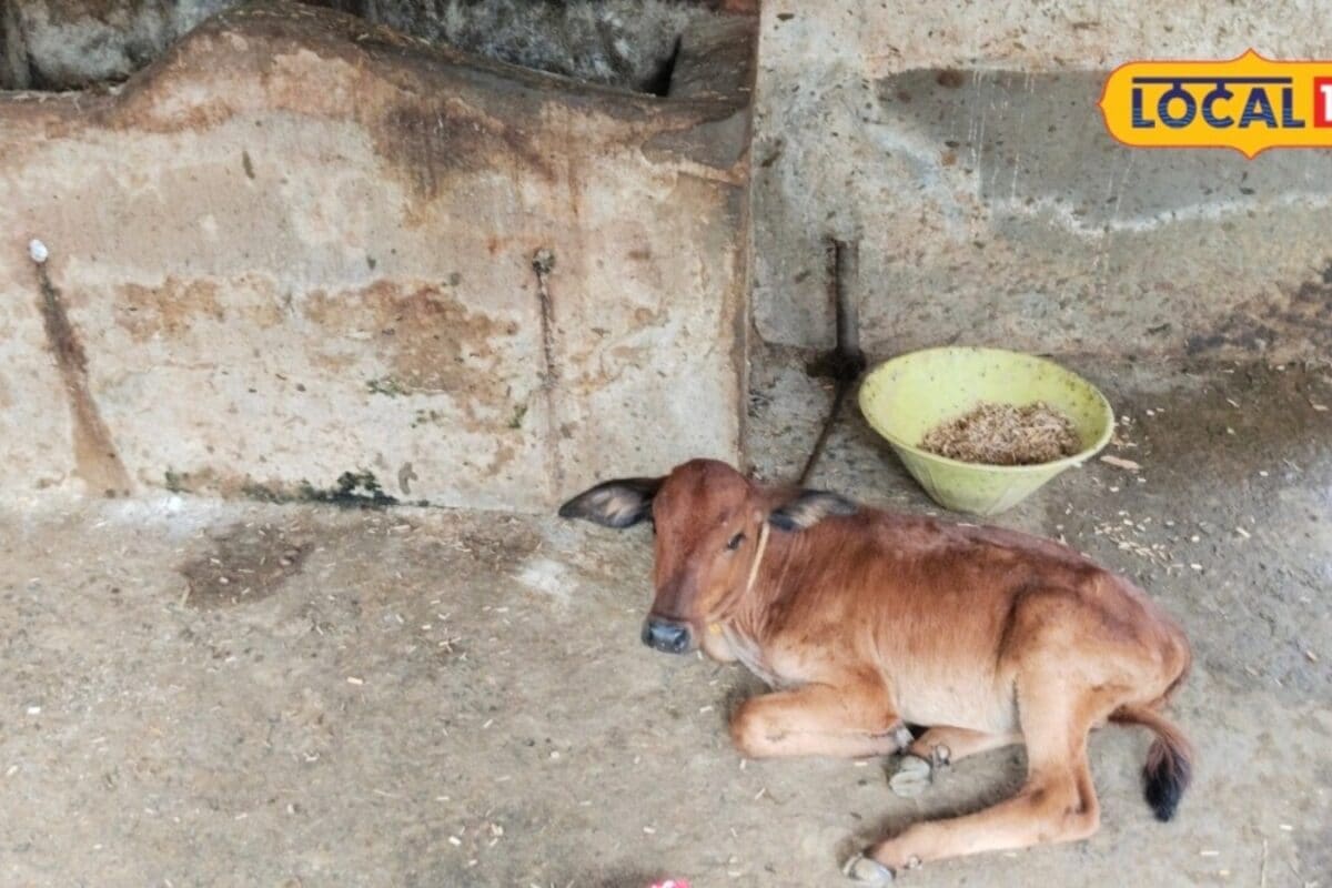 बरसात में गाय-भैंस का दूध हो रहा कम? पशु चिकित्सक ने बताया कारण और बचाव का तरीका
