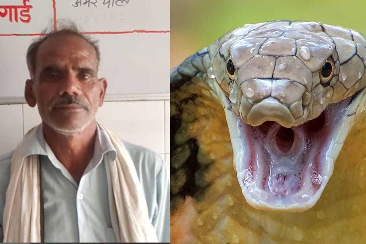 हर रविवार एक सदस्य को डंसता नाग, पूरे परिवार के पीछे क्यों पड़ा 'सांपों का कुनबा'? संभल के इस गांव में दहशत