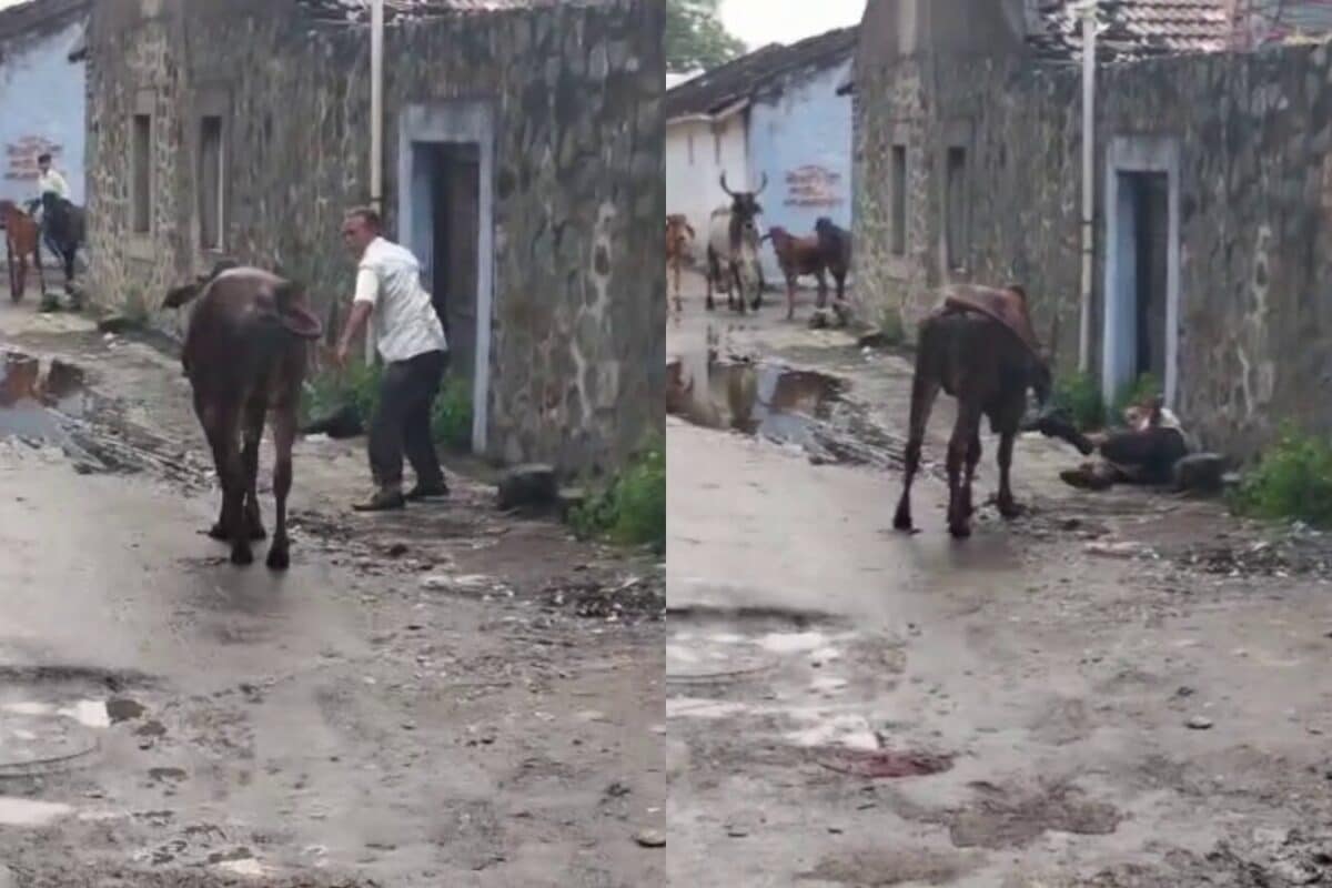गुजरात के भावनगर में बेकाबू सांड का सडकों पर आतंक राहगीर बुजुर्ग को पटका तो लाठियां लेकर दौडे लोग
