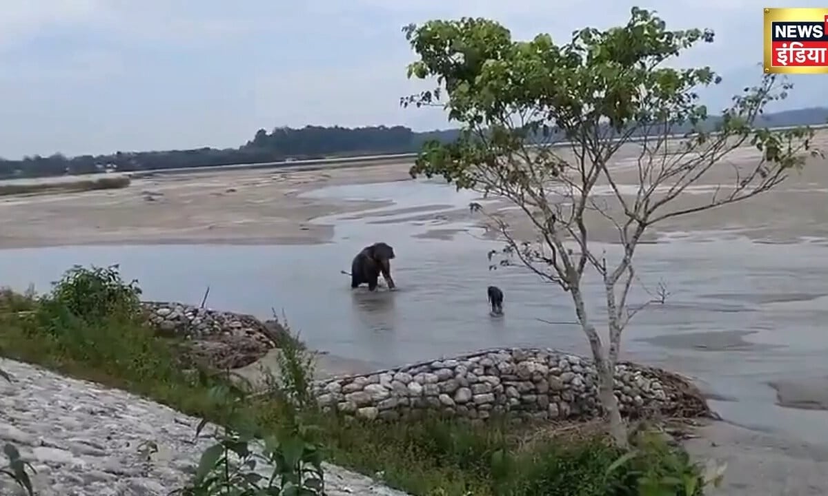 नदी में 5KM दूर बह गया था नन्हा हाथी मां को देखते ही ऐसे मिला गले दिल खुश कर देगा यह वीडियो
