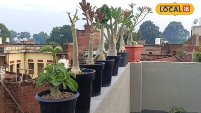 टिप्स