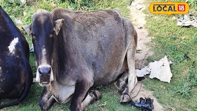 टिप्स