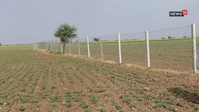 Tarbandi Yojana Rajasthan: आवारा पशुओं से बर्बाद होती थी फसल, 40 हजार की मदद से किसान ने बदल दी पूरी तस्वीर
