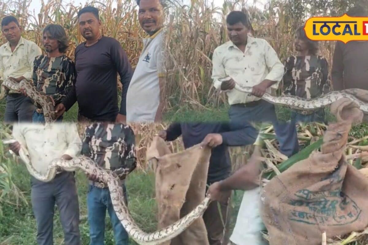Bhilwara Python Rescue: Ten-Foot Serpent Found Coil-Bound in Maize Field