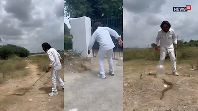 Russell Viper Rescue Rajsamand: मौकाड़ा गांव में दीवार में छिपा मिला दुर्लभ रसल वाइपर, रेस्क्यू टीम ने पकड़ा