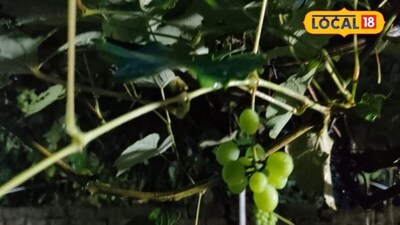 Madhubani's 'Grape Auntie' Achieves Feat: Red Grapes Thrive Where Cultivation is Difficult.