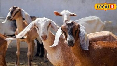 इस योजना के तहत 10 बकरियां और एक उन्नत नस्ल का बकरा मिलता है. योजना के लिए 40 से 60 फीसदी तक सब्सिडी मिलती है. पांच वर्ष तक बीमा सुविधा उपलब्ध होती है. शुरुआती तीन माह का दाना-आहार निशुल्क मिलता है. पशु चिकित्सा सेवाएं मुफ्त मिलती हैं.