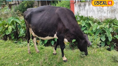जहानाबाद में पशु बीमा शुरू
