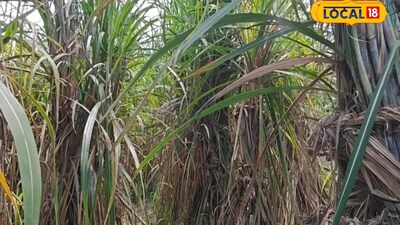 गन्ने की इस किस्म से प्रति एकड़ 2 लाख तक मुनाफा