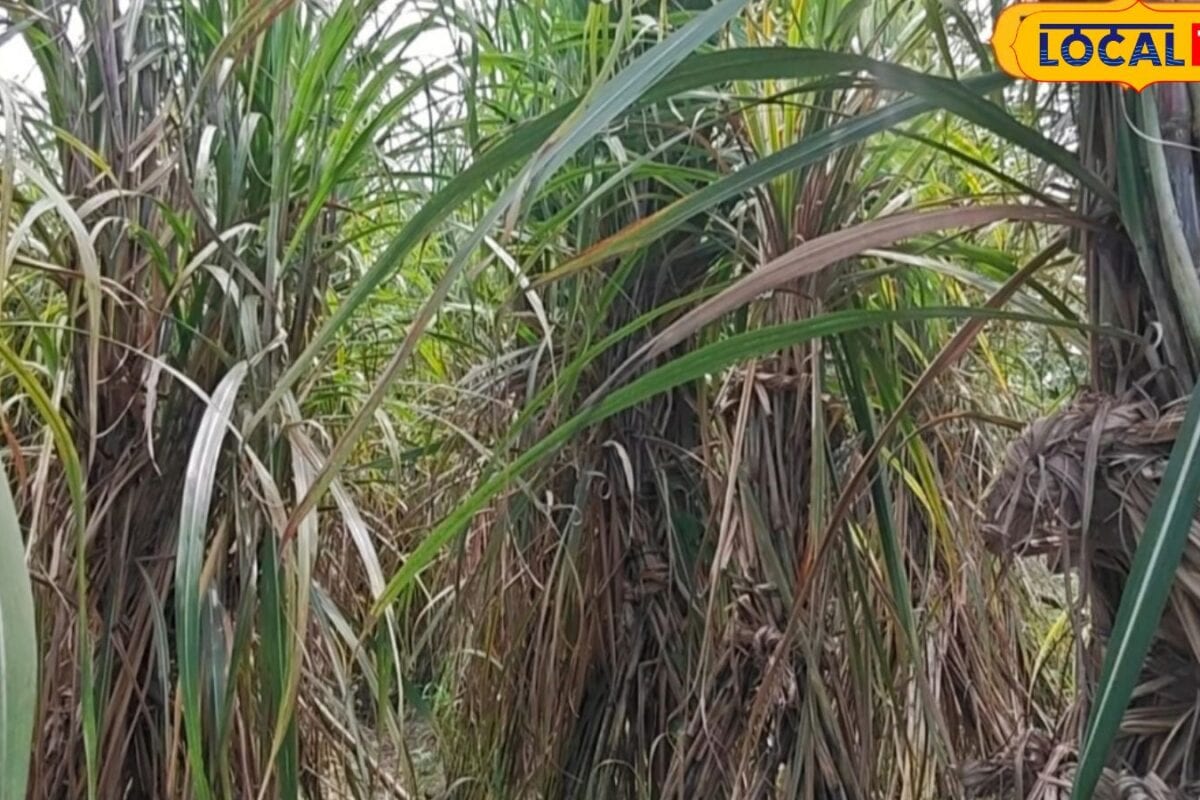 एक पौधे से 11 गन्ने, 800 क्विंटल प्रति एकड़ उत्पादन, रामनगर चीनी मिल तक इस वैरायटी की डिमांड