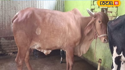गाय की संख्या नहीं नस्ल तय करेगी फार्म चलेगा या डूबेगा