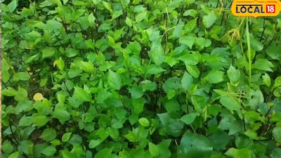 बस्तर की फेमस खट्टा भाजी अब घर में उगाएं