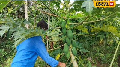 पपीते के इस किस्म की करें खेती