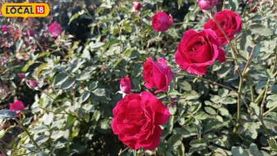 खंडवा के किसान ने शुरू की गुलाब की खेती