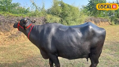 गाय पालें या भैंस, कौन देगी ज्यादा मुनाफा