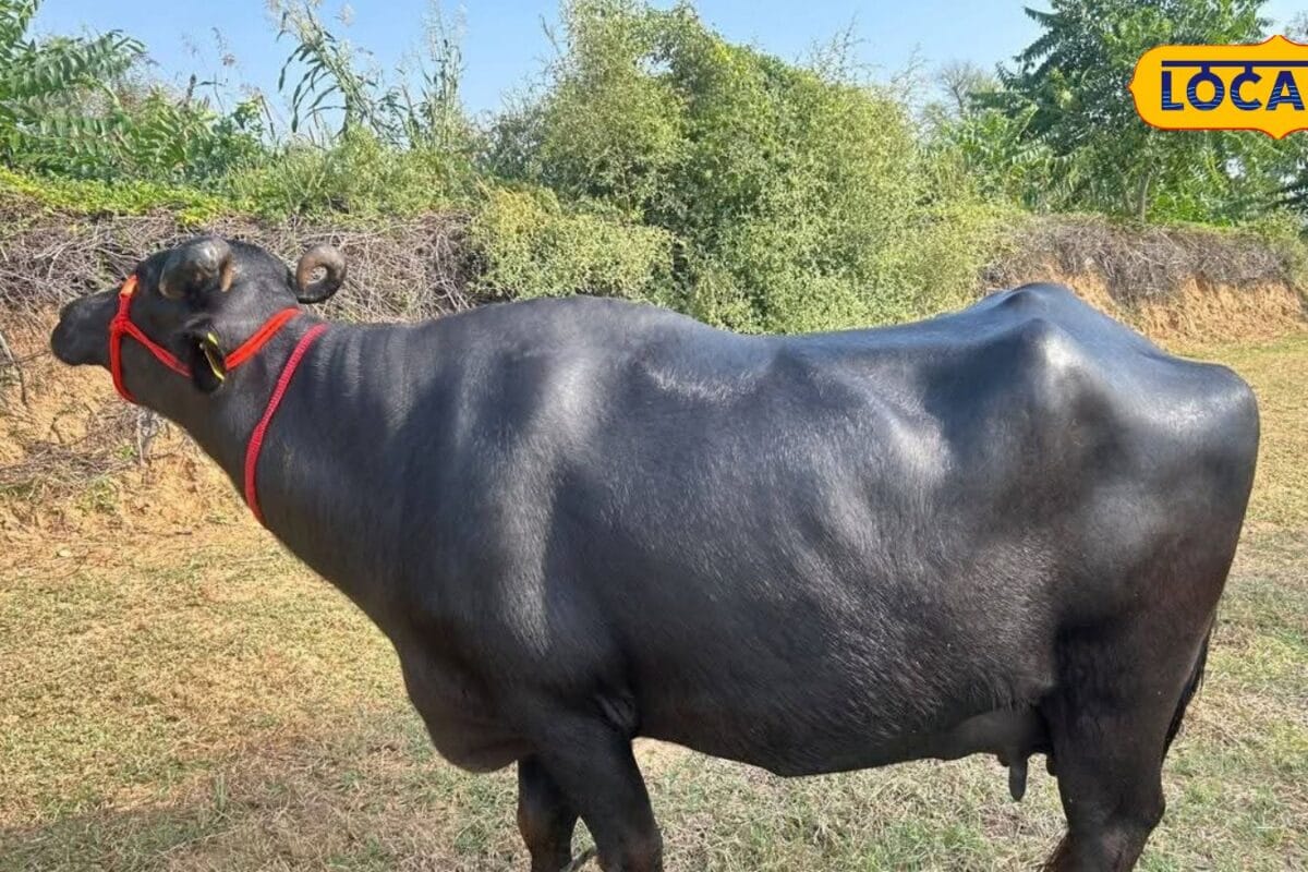डेयरी खोलने का सोच रहे हैं? गाय पालें या भैंस, कौन देगी ज्यादा मुनाफा, जानें साहीवाल से लेकर मुर्रा तक का गणित
