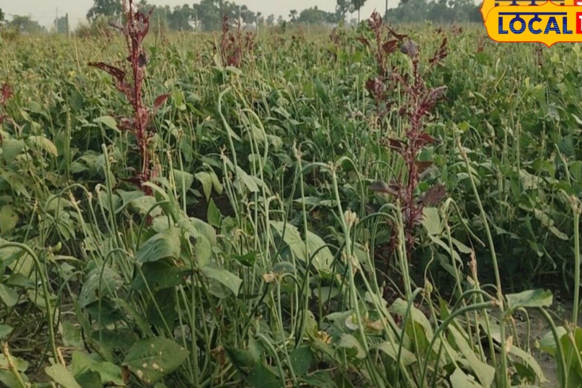 Mooli Ki Kheti: सारण में केले के साथ मूली की खेती, सिजेंटा बीज से बंपर उत्पादन, 25 हजार लागत पर 2 लाख की कमाई