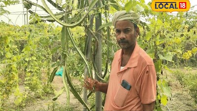 हेमंत कुमार सिंह एग्रीकल्चर की पढ़ाई करने के बाद कृषि विभाग में नौकरी कर रहे हैं और साथ ही खेती भी करते हैं. उन्होंने बताया कि पिछले 4 साल से वे ड्रैगन फ्रूट की खेती कर रहे हैं. 