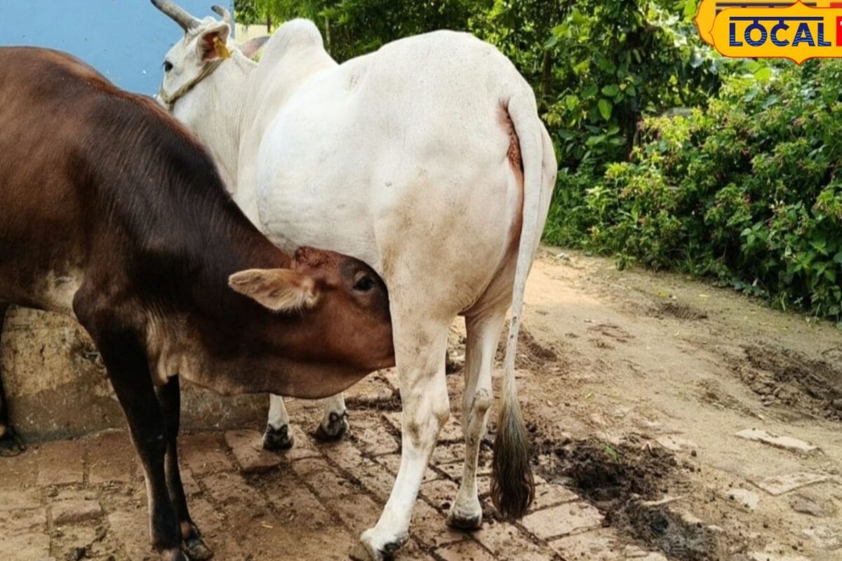 रेलवे इंजीनियर से सफल डेयरी फार्मर, भागलपुर के अनिल शर्मा का 1 गाय से 40 गात तक का सफर, रोज 150 लीटर दूध