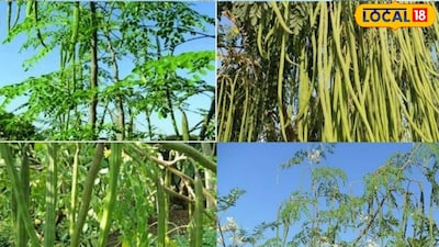 उन्होंने लोकल 18 को बताया कि मुनगा विटामिन और मिनरल्स का अच्छा स्रोत है. इसमें आयरन, फोलेट, विटामिन ए, विटामिन सी के साथ कैल्शियम और मैग्नीशियम भी पाए जाते हैं. आयुर्वेद के अनुसार, मुनगे का रस कटु-तिक्त और वीर्य उष्ण माना जाता है. इसके अलावा इसे वात और कफ से जुड़ी समस्याओं में उपयोगी बताया गया है. पाचन, सूजन, दर्द और हड्डियों से जुड़ी समस्याओं में भी मुनगे का इस्तेमाल किया जाता है.
