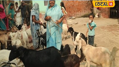 छपरा की महिलाएं लोन लेकर कर रही बकरी पालन