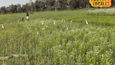 बिहार में धनिया-मेथी उगाने पर सरकार दे रही अनुदान