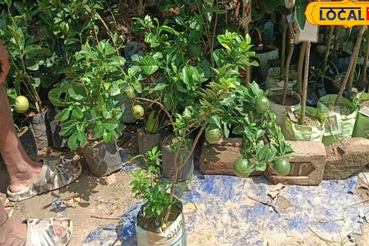 बिहार की मिट्टी में भी होगा संतरे का बंपर उत्पादन, 2 साल में तैयार होगा पेड़