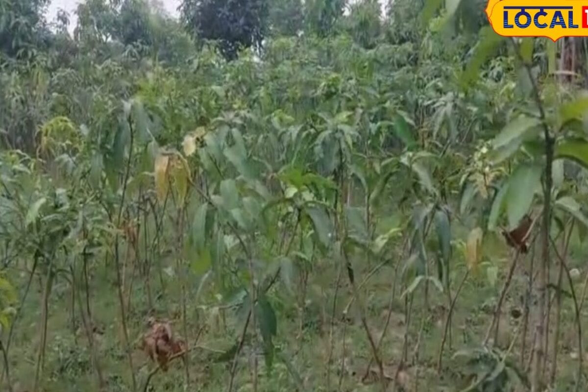 Nursery Business: नर्सरी बिजनेस से लखपति बने, 3 रुपये लागत पर 100 रुपये तक बिक्री, रोज 100 पौधे बेचकर तगड़ी कमाई